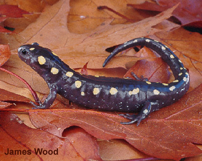 Yellow Spotted Salamander