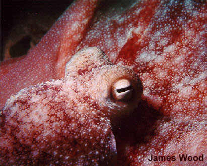Caribbean Reef Octopus