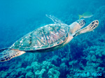 Turtle Photo