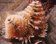 Golden Christmas Tree Worm