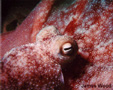 Octopus Photograph