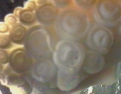 Sepioloidea lineolata