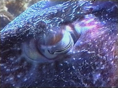 Sepioloidea lineolata