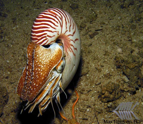 Nautilus