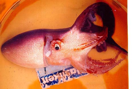 Tremoctopus violaceus