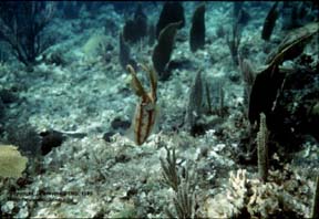 Caribbean reed squid hiding in soft coral