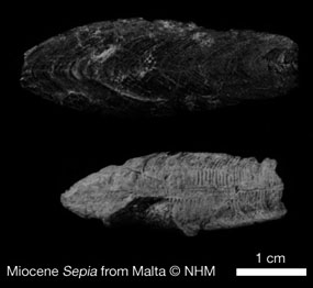 Sepia fossil