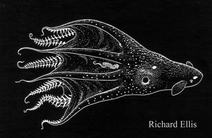 Vampyroteuthis infernalis